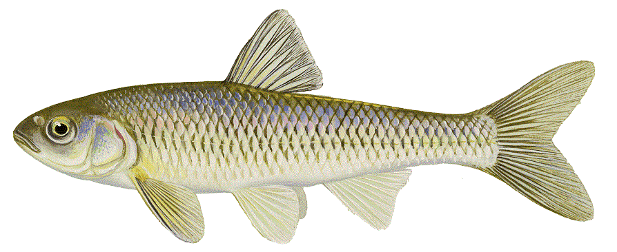 Common Shiner - The Fishes of the Nashua River Watershed
